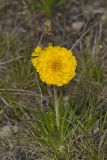 Lakeside Daisy, Tetraneuris herbacea