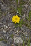 Lakeside Daisy, Tetraneuris herbacea