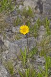 Lakeside Daisy, Tetraneuris herbacea