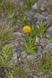 Lakeside Daisy, Tetraneuris herbacea