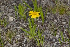 Lakeside Daisy, Tetraneuris herbacea