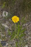 Lakeside Daisy, Tetraneuris herbacea