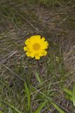 Lakeside Daisy, Tetraneuris herbacea