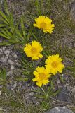 Lakeside Daisy, Tetraneuris herbacea