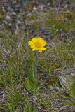 Lakeside Daisy, Tetraneuris herbacea