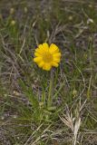 Lakeside Daisy, Tetraneuris herbacea