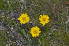 Lakeside Daisy, Tetraneuris herbacea