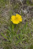 Lakeside Daisy, Tetraneuris herbacea