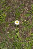 Oxeye Daisy, Leucanthemum vulgare