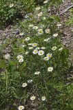 Oxeye Daisy, Leucanthemum vulgare