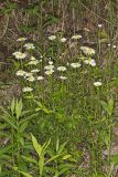 Oxeye Daisy, Leucanthemum vulgare