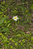 Oxeye Daisy, Leucanthemum vulgare