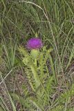 Pasture Thistle, Cirsium pumilum
