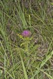 Pasture Thistle, Cirsium pumilum