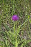 Pasture Thistle, Cirsium pumilum