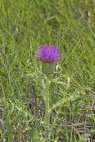 Pasture Thistle, Cirsium pumilum