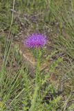 Pasture Thistle, Cirsium pumilum
