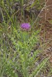 Pasture Thistle, Cirsium pumilum