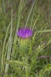 Pasture Thistle, Cirsium pumilum