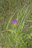 Pasture Thistle, Cirsium pumilum