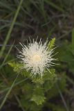 Pasture Thistle, Cirsium pumilum