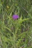 Pasture Thistle, Cirsium pumilum