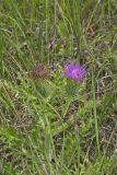 Pasture Thistle, Cirsium pumilum