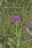 Pasture Thistle, Cirsium pumilum