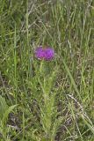 Pasture Thistle, Cirsium pumilum