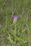 Pasture Thistle, Cirsium pumilum