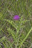 Pasture Thistle, Cirsium pumilum