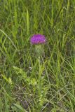 Pasture Thistle, Cirsium pumilum