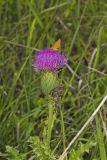 Pasture Thistle, Cirsium pumilum