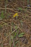 Prairie Ragwort, Packera plattensis