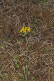 Prairie Ragwort, Packera plattensis
