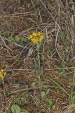 Prairie Ragwort, Packera plattensis