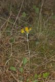 Prairie Ragwort, Packera plattensis