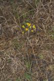Prairie Ragwort, Packera plattensis