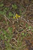 Prairie Ragwort, Packera plattensis