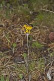 Prairie Ragwort, Packera plattensis
