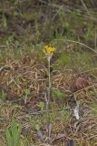 Prairie Ragwort, Packera plattensis