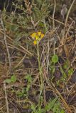 Prairie Ragwort, Packera plattensis
