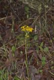 Prairie Ragwort, Packera plattensis