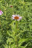 Purple Coneflower, Echinacia Purpurea