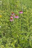 Purple Coneflower, Echinacia Purpurea