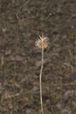 Purple Coneflower, Echinacia Purpurea
