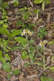 Robin's Plantain, Erigeron pulchellus