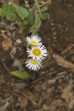 Robin's Plantain, Erigeron pulchellus