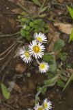 Robin's Plantain, Erigeron pulchellus