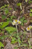 Robin's Plantain, Erigeron pulchellus
